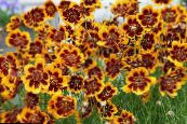 Садові Квіти Космідіум, Cosmidium burridgeanum, Thelesperma burridgeanum фото, характеристика помаранчевий