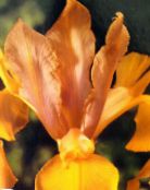 Tuin Bloemen Nederlandse Iris, Spaans Iris, Xiphium foto, karakteristieken oranje
