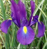 Puutarhakukat Hollanti Iiris, Espanja Iiris, Xiphium kuva, ominaisuudet violetti