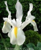 Holandiešu Varavīksnene, Spāņu Iris (Xiphium) balts, raksturlielumi, foto