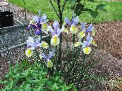 Tuin Bloemen Nederlandse Iris, Spaans Iris, Xiphium foto, karakteristieken lichtblauw