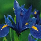 Bahçe çiçekleri Hollandalı Iris, Iris Ispanyolca, Xiphium fotoğraf, özellikleri mavi