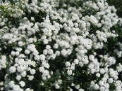 Sneezewort, Sneezeweed, Brideflower (Achillea ptarmica) balts, raksturlielumi, foto