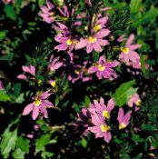 Záhradné kvety Víla Ventilátor Kvetina, Scaevola aemula fotografie, vlastnosti ružová