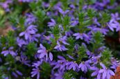 Záhradné kvety Víla Ventilátor Kvetina, Scaevola aemula fotografie, vlastnosti modrá