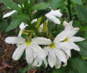 Zahradní květiny Víla Ventilátor Květina, Scaevola aemula fotografie, charakteristiky bílá
