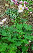 Anémone Japonaise (Anemone hupehensis) rose, les caractéristiques, photo