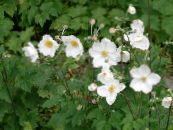 Aed Lilled Jaapani Ülane, Anemone hupehensis foto, omadused valge