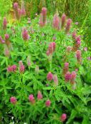 园林花卉 红羽毛三叶草，观赏三叶，红三叶, Trifolium rubens 照片, 特点 粉红色
