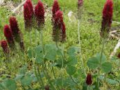 Red Feathered Clover, Ornamental Clover, Red Trefoil (Trifolium rubens) burgundy, characteristics, photo