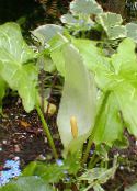 Градински цветове Arum Italicum снимка, характеристики зелен