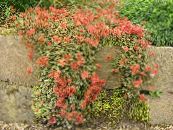 园林花卉 新西兰毛刺, Acaena 照片, 特点 红