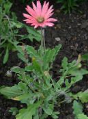 Vrtne Cvjetovi Cape Tratinčica, Vladar Je Južnoafrička Livada, Arctotis foto, karakteristike ružičasta