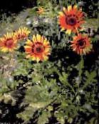 Zahradní květiny Pelerína Sedmikráska, Monarcha Stepi, Arctotis fotografie, charakteristiky oranžový