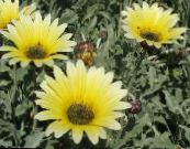 Dārza Ziedi Cape Margrietiņa, Monarhs No Veldt, Arctotis foto, raksturlielumi dzeltens