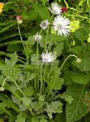 Садові Квіти Арктотіс (Венідіум), Arctotis фото, характеристика білий