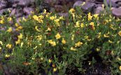 Gartenblumen Gnadenkraut, Gratiola officinalis foto, Merkmale gelb