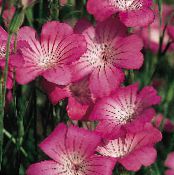 庭の花 トウモロコシのしわ, Agrostemma githago フォト, 特性 ピンク
