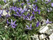 Bahçe çiçekleri Asyneuma fotoğraf, özellikleri mavi