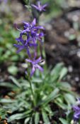 Zahradní květiny Asyneuma fotografie, charakteristiky modrý