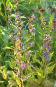 Садові Квіти Азінеума, Asyneuma фото, характеристика синій