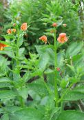 庭の花 マスクの花, Alonsoa フォト, 特性 オレンジ