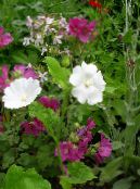 Zahradní květiny Snowcup, Pobídl Anoda, Divoký Bavlna, Anoda cristata fotografie, charakteristiky bílá