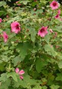 Flores de jardín Snowcup, Anoda Estimulado, Algodón Silvestre, Anoda cristata foto, características rosa