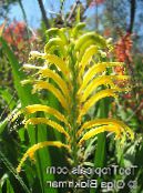 ბაღის ყვავილები ემბლემას, African Cornflag, Cobra ლილი, Chasmanthe (Antholyza) ფოტო, მახასიათებლები ყვითელი