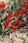 Bavian Blomst (Babiana, Gladiolus strictus, Ixia plicata) rød, egenskaber, foto