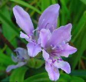 Babian Blomma (Babiana, Gladiolus strictus, Ixia plicata) ljusblå, egenskaper, foto