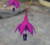 Ogrodowe Kwiaty Besser, Bessera elegans zdjęcie, charakterystyka purpurowy