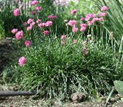 Trädgårdsblommor Hav Rosa, Hav Sparsamhet, Armeria foto, egenskaper rosa