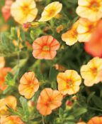 Vrtno Cvetje Calibrachoa, Milijon Zvončkov fotografija, značilnosti oranžna
