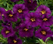 Calibrachoa, Millió Harangok  lila, jellemzők, fénykép
