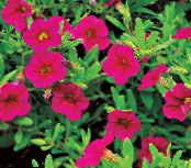 les fleurs du jardin Calibrachoa, Million Bells photo, les caractéristiques rose