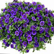 Hage Blomster Calibrachoa, Millioner Bjeller bilde, kjennetegn blå