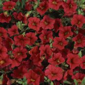 Vrtne Cvjetovi Calibrachoa, Milijun Zvona foto, karakteristike crvena