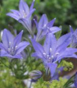Çim Fındık, Ithuriel Mızrak, Wally Sepet Var (Brodiaea laxa, Triteleia laxa) açık mavi, özellikleri, fotoğraf