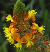 Flores do Jardim Bulbine, Bulbinella, Queimar Planta Geléia, Perseguido Bulbine, Laranja Bulbine foto, características laranja