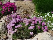 Gradina Flori Cumpătare Mare, Armeria  juniperifolia fotografie, caracteristici roz