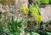 Haselkätzchen (Chiastophyllum oppositifolia) gelb, Merkmale, foto