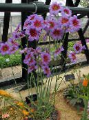 Trädgårdsblommor Härlighet Solen, Leucocoryne foto, egenskaper lila