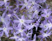 Flores do Jardim Glória Do Sol, Leucocoryne foto, características luz azul