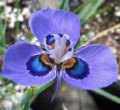 庭の花 Moraea フォト, 特性 ライトブルー