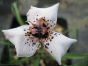 庭の花 Moraea フォト, 特性 ホワイト