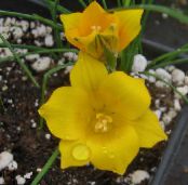 Romulea  yellow, characteristics, photo