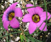 Zahradní květiny Romulea fotografie, charakteristiky růžový