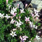 园林花卉 Asperula 照片, 特点 粉红色