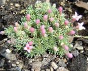 庭の花 Asperula フォト, 特性 ピンク